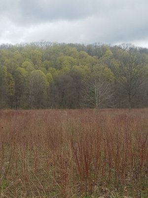 The meadow and the forest