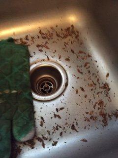 dead german roaches in sink after fogging