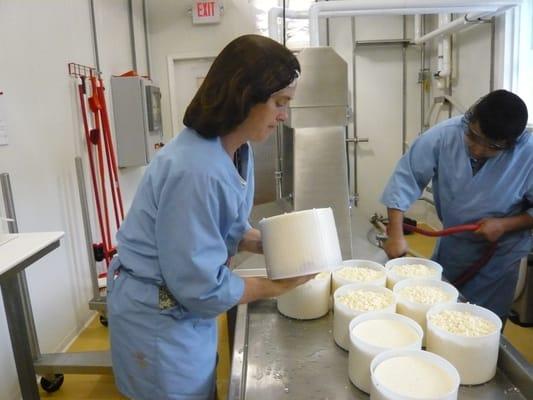 Production of our delicious Prince George's Blue Cheese.