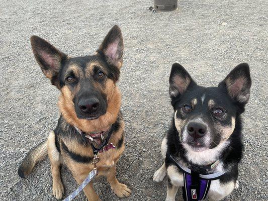 Best buds. Both have worked with Lisa to ensure the best behaviors and friendly play with other dogs and people.