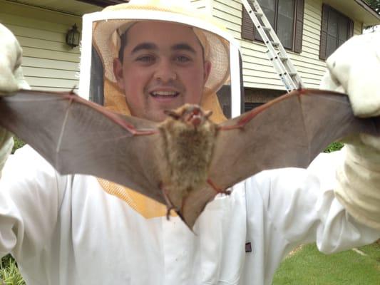 One of our wildlife agents with a bat he removed from behind a customer's shutters.