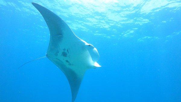 Manta ray