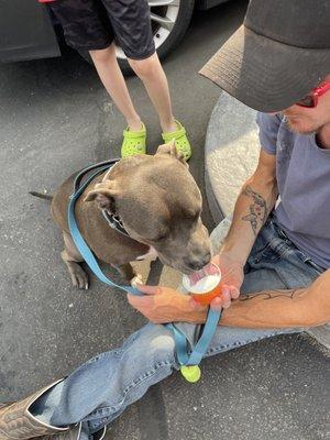 Pup enjoying the pup cup