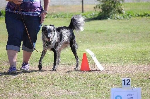 Jackson in perfect heel position on a Rally Novice course.