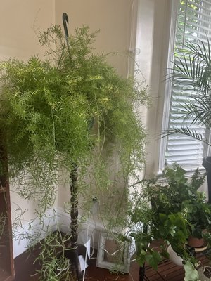 Asparagus Fern