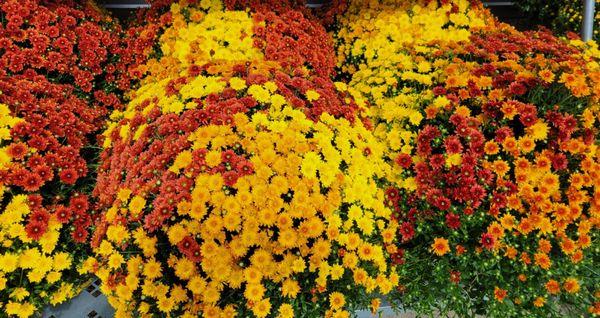 Gorgeous mums!