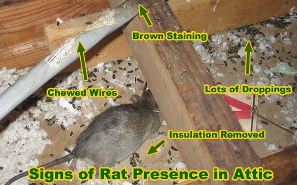 Signs Of Rodent Presence