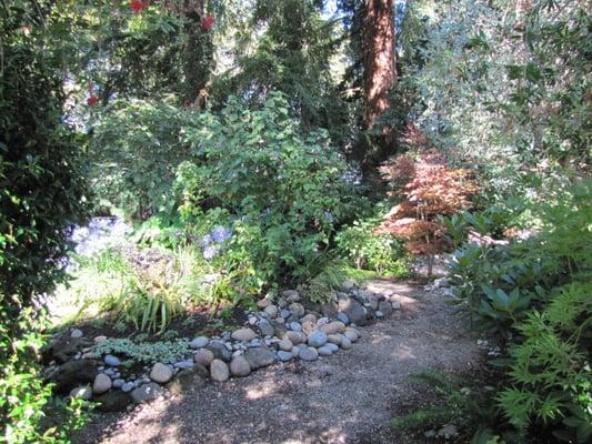 Plantings along a path, Palo Alto, CA Garden