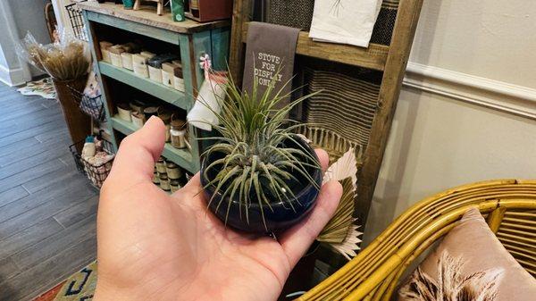 Air plant