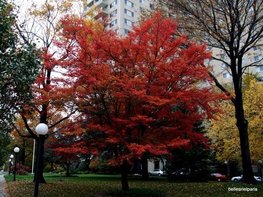 Harrison Park Towers - Front Lawn in Fall