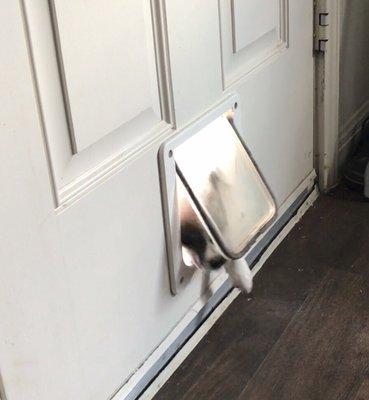 "Hey, here I come!"  First time my puppy went through her doggie door!