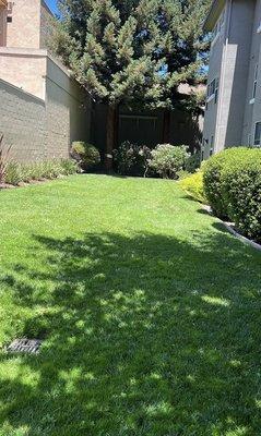 Grass Area