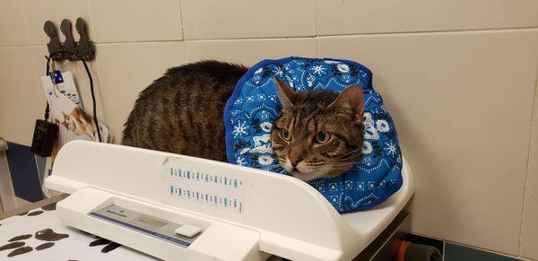 Murphy's Vet Visit and accessory