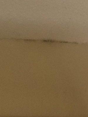 Black mold located above ceiling over windows.