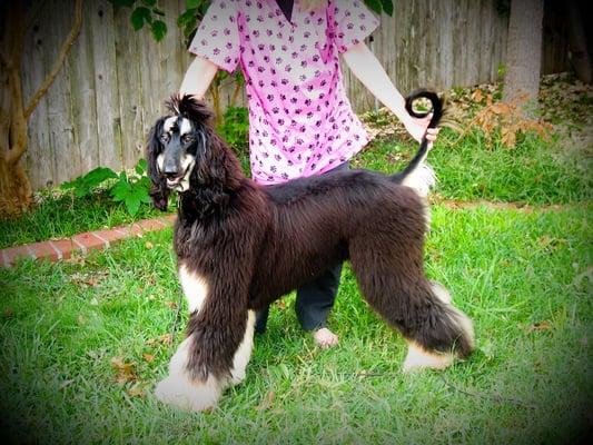 One of Karla's specialties is Afghan Hounds.