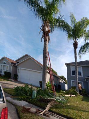 Palms need trimming before HOA gives a notice.