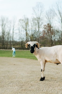 Yes, we are the golf course with free roaming sheep!