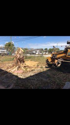 Stump to be removed