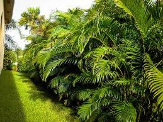 Areca Palms