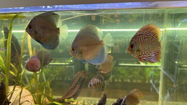 More Discus