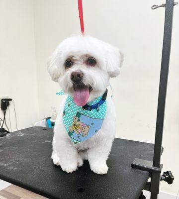 West Kendall Dog Grooming