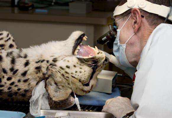 Dr. Visser performing a root canal on a Cheetah from the Phoenix Zoo!