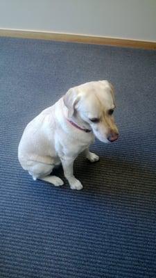 Marley the physical therapy dog