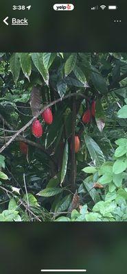 Great year for Cacao