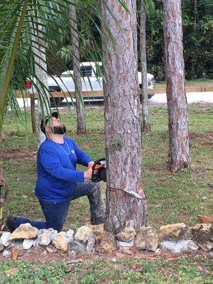 Removing pine trees in loxahatchee