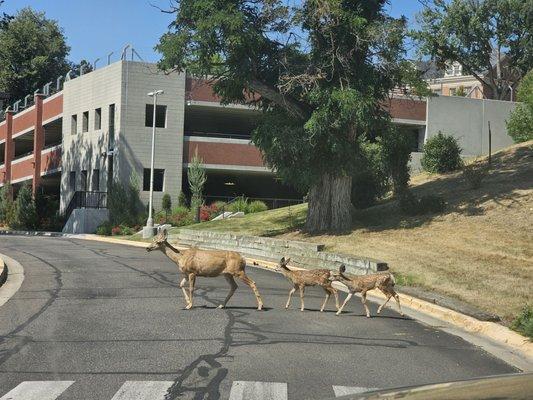 A mommy dear escorts her babies across the street at the Boise VA Medical Center