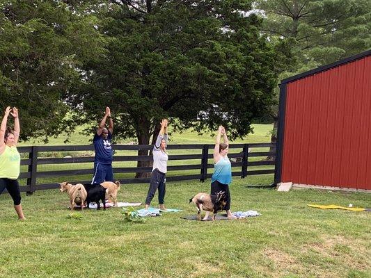 Goats hanging out/ People doing Yoga.