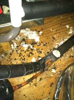 This is the damage rodents cause when they are living in your crawl space our attic.