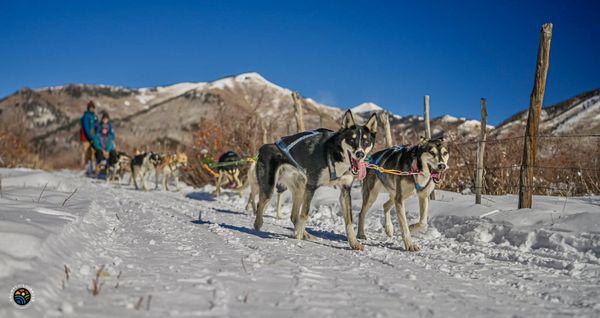 A picture of sleds in action