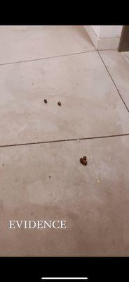 one of many photos of dog feces in the hall ways.