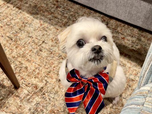 Puppy Cut Groom