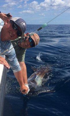 Blue marlin in the blue water