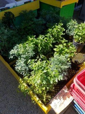 Fresh herbs for sale