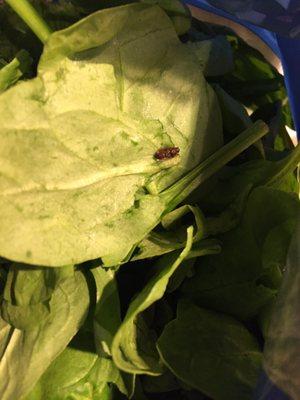 A bug on the spinach.