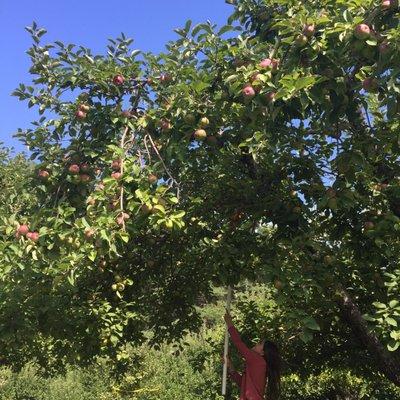 Long poles to collect apples high on branches.