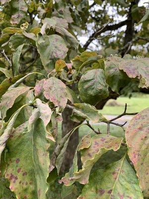 Dogwood tree infected with Anthracnose and some Powdery Mildew. Treatments followed.