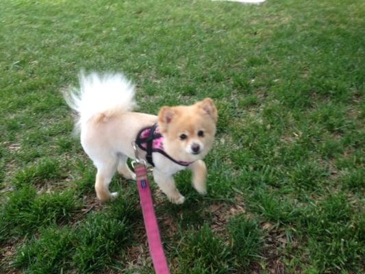 Maudie mere minutes after a great grooming session at Ruff Is Ready