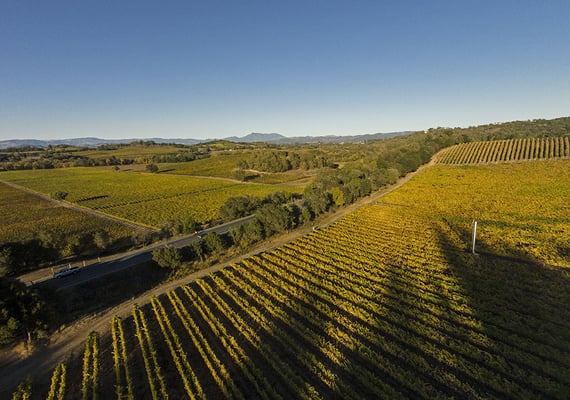 Vineyards in the Russian River Appellation, Sonoma County