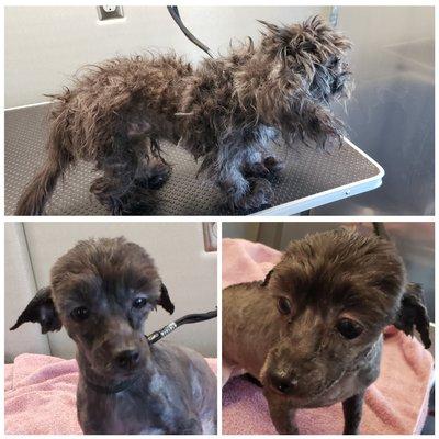 Before and after pictures of a puppy I groomed that was encased in mats before grooming.