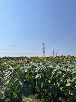 sunflower field