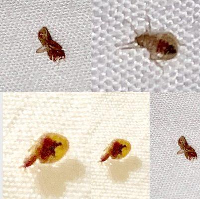 BED BUGS!!!!