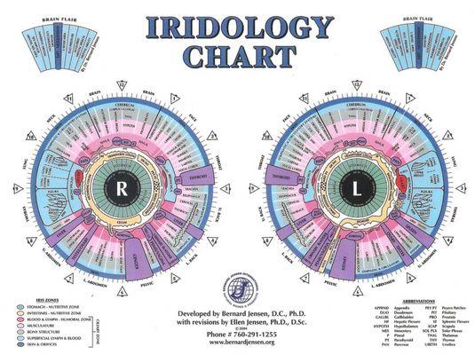 Iridología chart