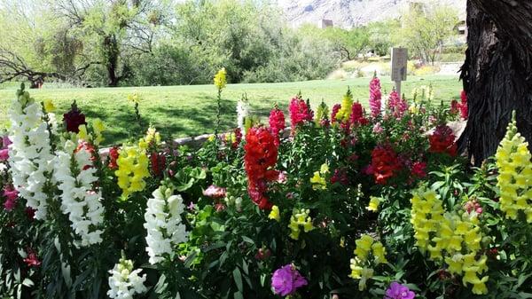 March flowers have vivid colors.