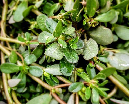 Verdolagas, or purslane... gorgeous!