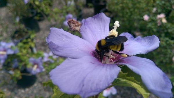 Bumble bee enjoying the hibiscus plant