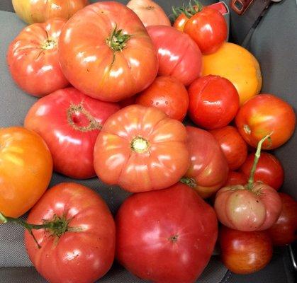 Many varieties of Heirloom tomatoes.